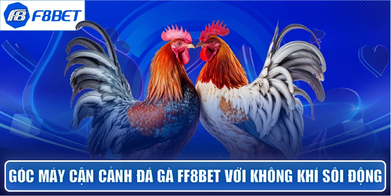 Góc máy cận cảnh Đá Gà ff8bet với không khí sôi động